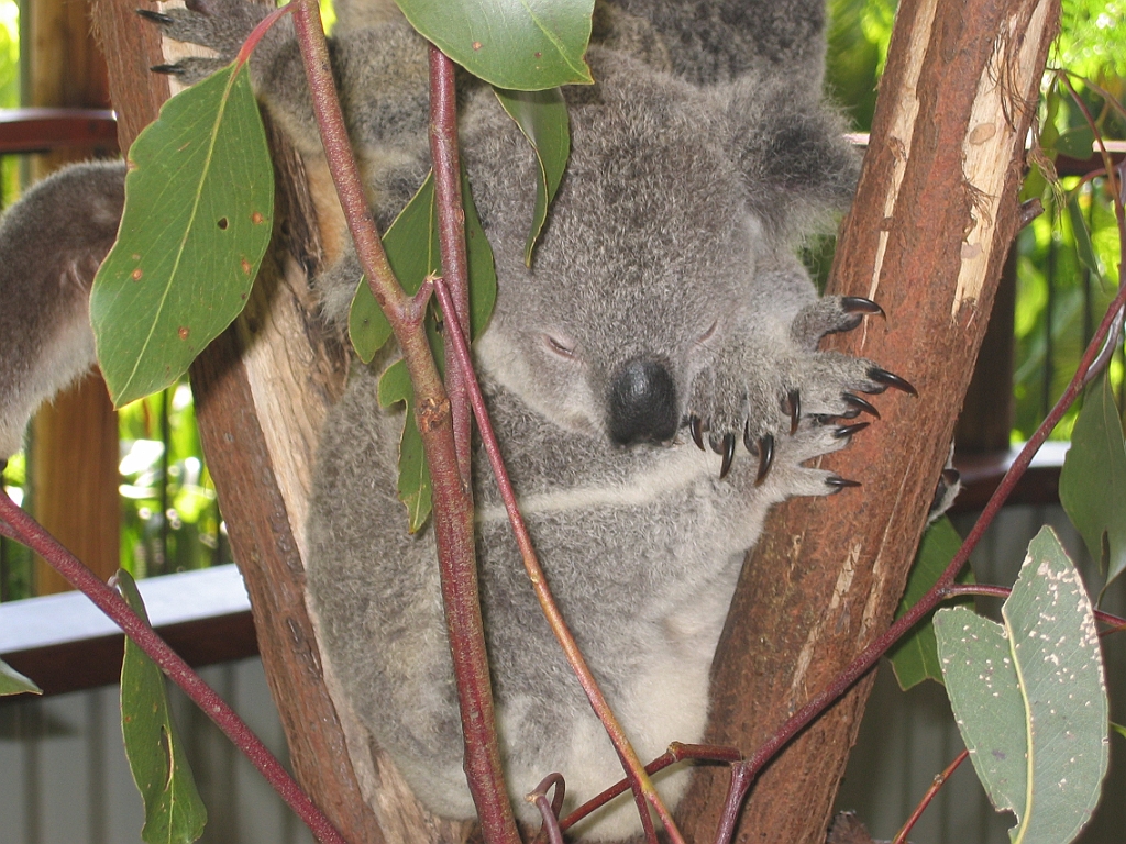 051 Kuranda Koala Gardens.jpg